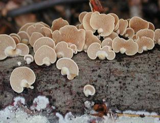 fungi.3